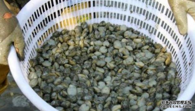 它比“小龍蝦”還受寵，味道鮮美，曾賣5元一斤，現(xiàn)想吃都買不起