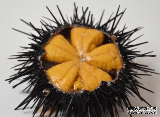 樣子很丑的4種海鮮，味道卻好到讓人“上癮”, 可惜識貨的人不多