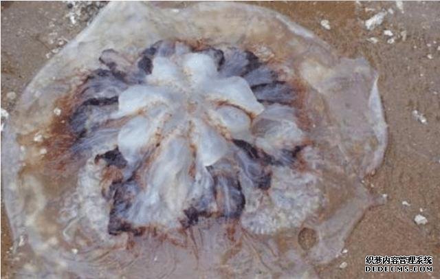 樣子很丑的4種海鮮，味道卻好到讓人“上癮”, 可惜識貨的人不多