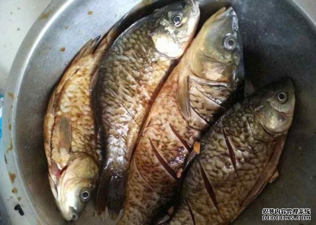 鯽魚(yú)我只服這樣做，稍微腌制風(fēng)干，做好一次可以吃上半年