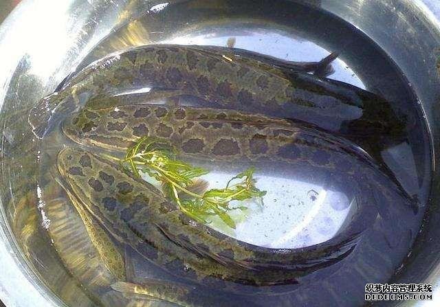 這些物種在中國，真的是來錯地方了，圖1圖2是最愛，圖5沒吃過