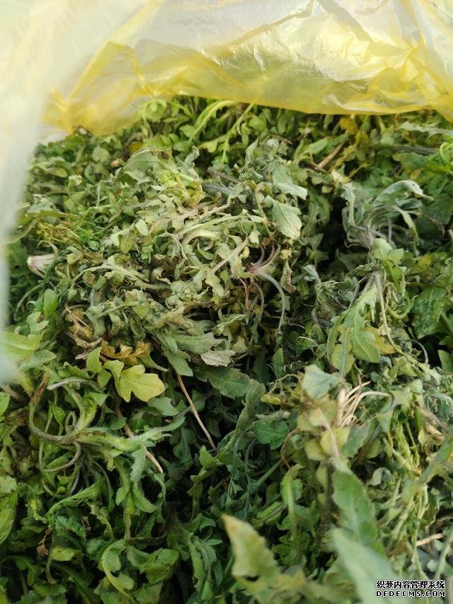 春分時節(jié)這菜要抓緊吃，再晚又得等1年，路邊隨處可見，營養(yǎng)豐富