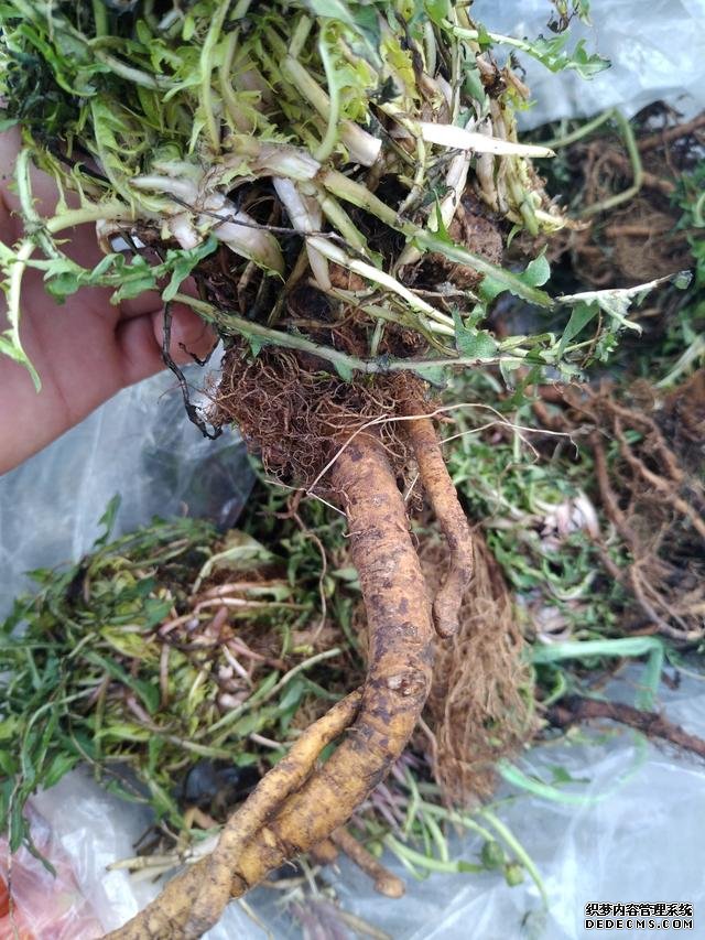 春分時節(jié)這菜要抓緊吃，再晚又得等1年，路邊隨處可見，營養(yǎng)豐富