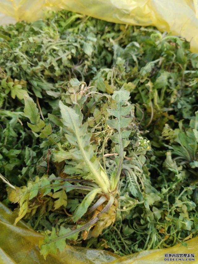 春分時節(jié)這菜要抓緊吃，再晚又得等1年，路邊隨處可見，營養(yǎng)豐富