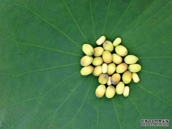 夏天的這種觀賞性植物，是肥胖人士，高血壓患者的食療佳品