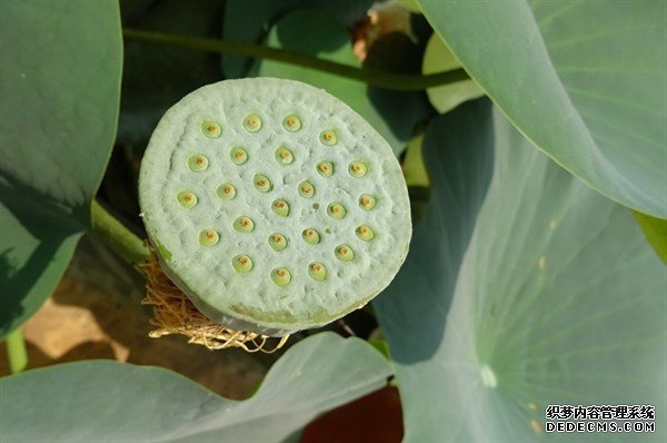 夏天的這種觀賞性植物，是肥胖人士，高血壓患者的食療佳品