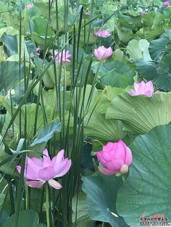 夏天的這種觀賞性植物，是肥胖人士，高血壓患者的食療佳品