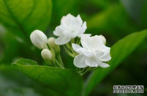 解暑還養(yǎng)生！這些適合夏季的花茶你知道嗎？