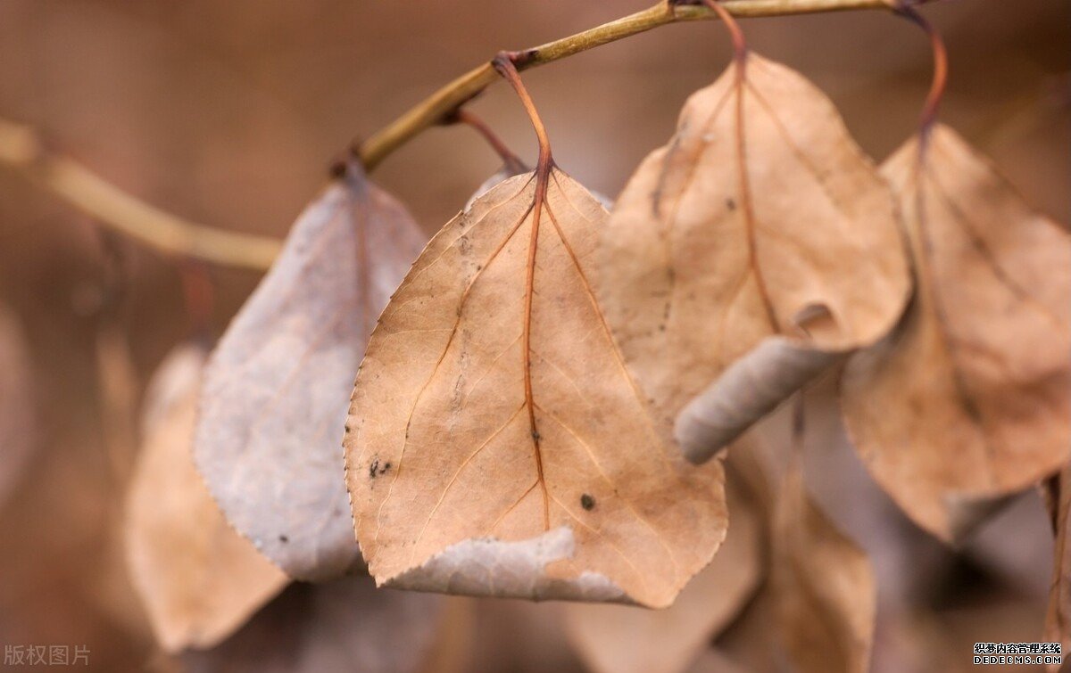黃芩，清熱燥濕的的藥，善于清肺熱，治少陽證，但要預(yù)防傷陰