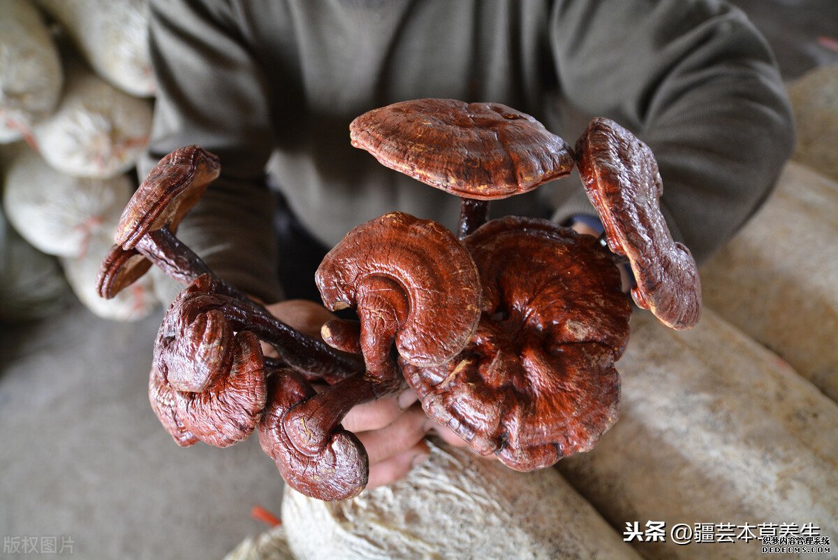 身體虛弱能長期和鹿角靈芝草泡水嗎？鹿角靈芝有啥禁忌？