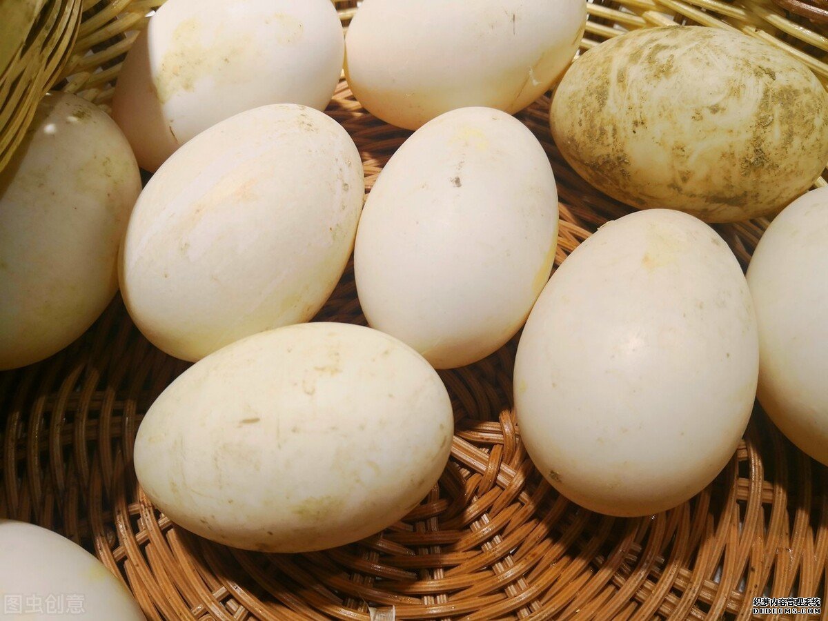 為什么鵝肉常見(jiàn)，但是鵝蛋卻很少見(jiàn)？鵝蛋的營(yíng)養(yǎng)價(jià)值如何？